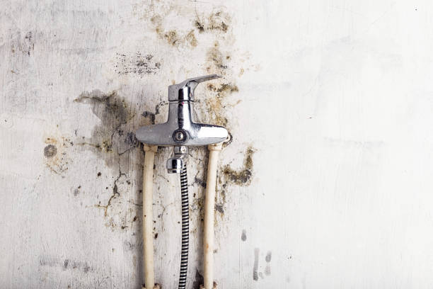 Best DIY Mold Remediation Support Services in Colonial Heights, VA