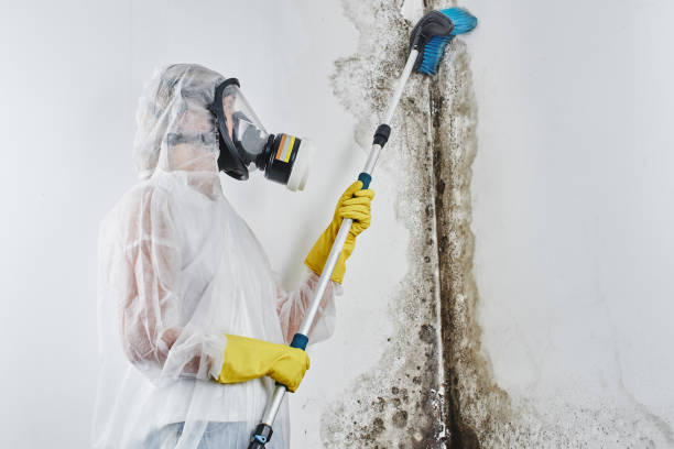 Best White Mold Remediation in Colonial Heights, VA