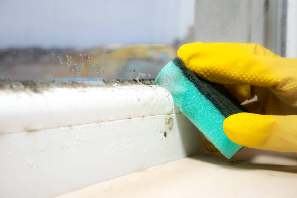Best Insurance-Related Mold Remediation in Colonial Heights, VA