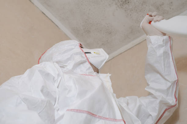 Best Attic Mold Remediation in Colonial Heights, VA