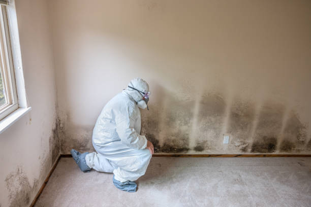 Best Post-Flood Mold Remediation in Colonial Heights, VA