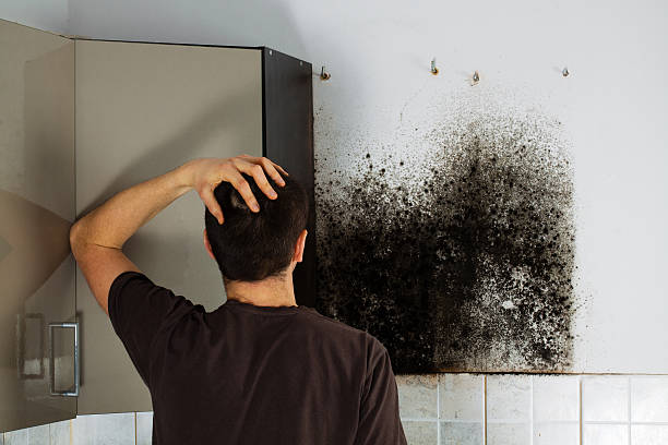  Colonial Heights, VA Mold Removal Pros