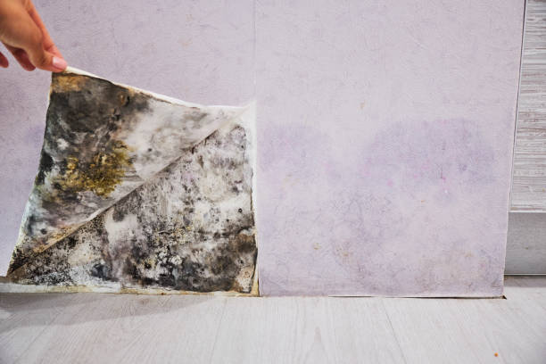 Best Kitchen Mold Remediation in Colonial Heights, VA
